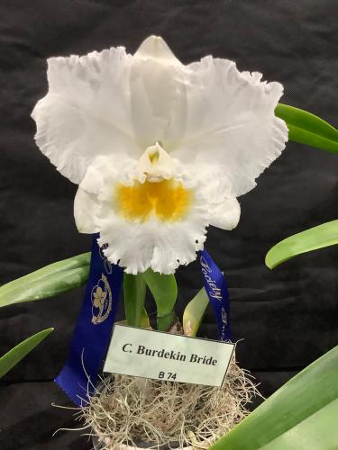 Plant Name Here