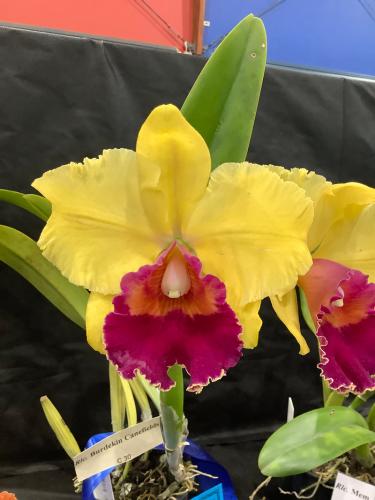 Plant Name Here
