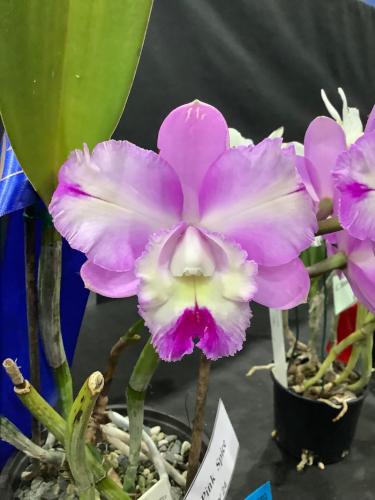 Plant Name Here