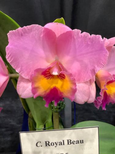 Plant Name Here