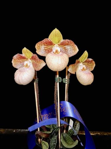 Plant Name Here